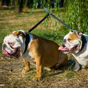 Черный поводок из нейлона для двух английских бульдогов «Keep on a short leash»